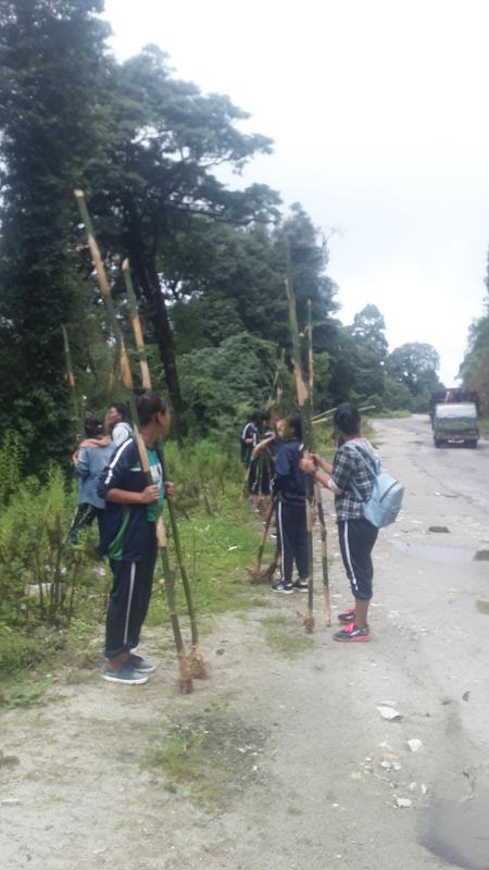 Bamboo plantation