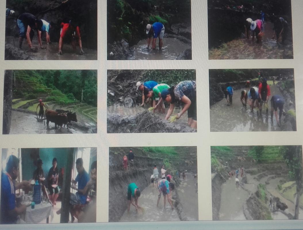 Paddy Plantation (Community Service)