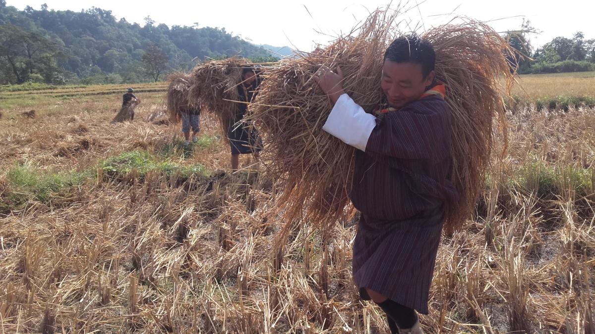 Harvesting Rice