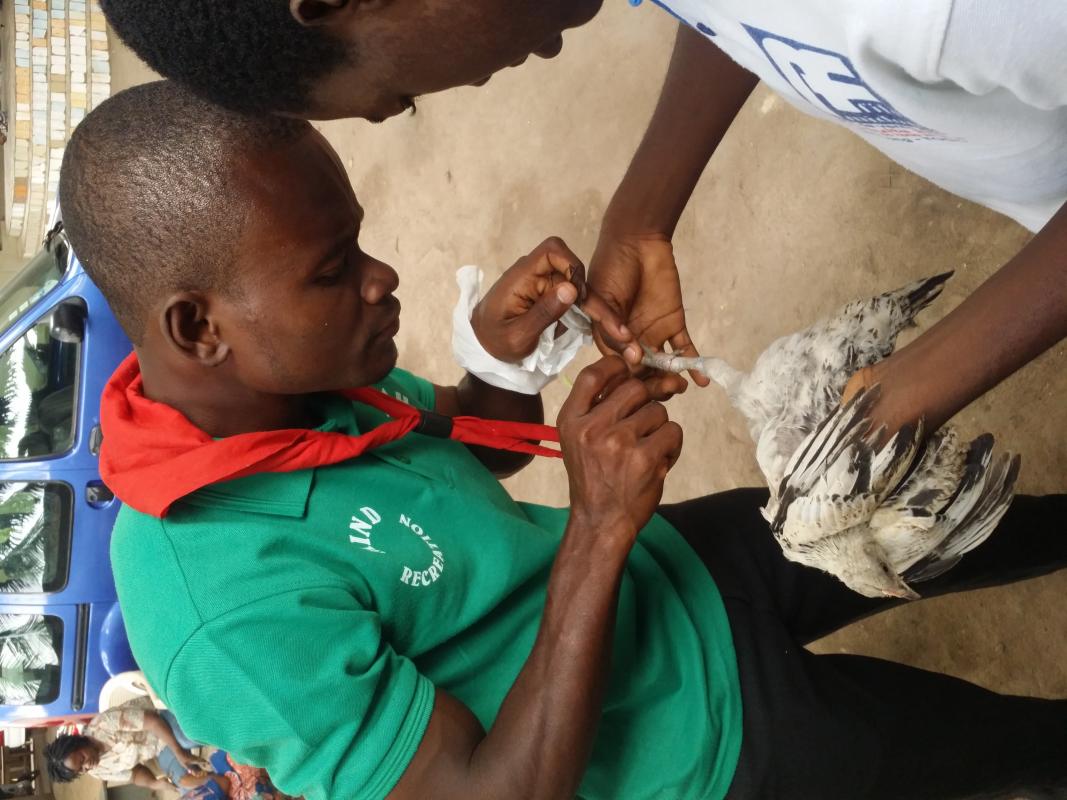  A Togolese Scout and his friends saved a hen from the clutch of a leg - Un Scout togolais et ses amis ont sauvé une poule de l'emputation d'une patte de ses pattes
