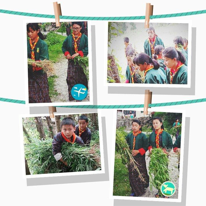 Uprooting marijuana plants 