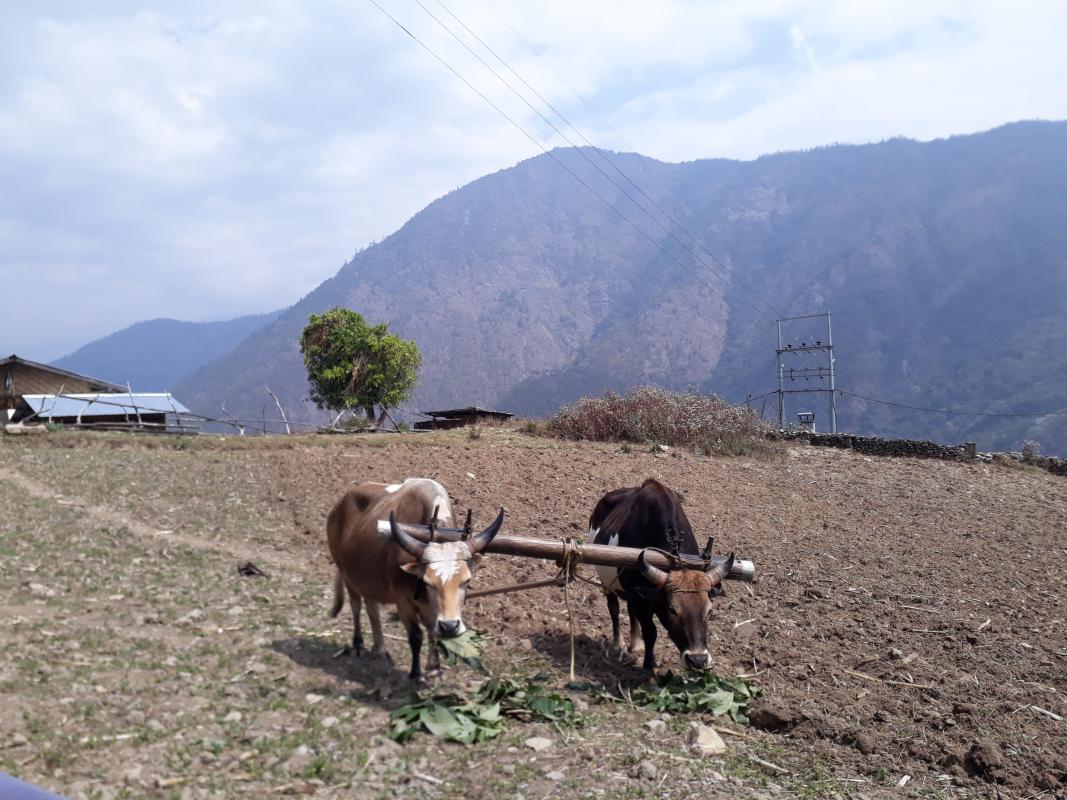 Helping Hand to our villagers 