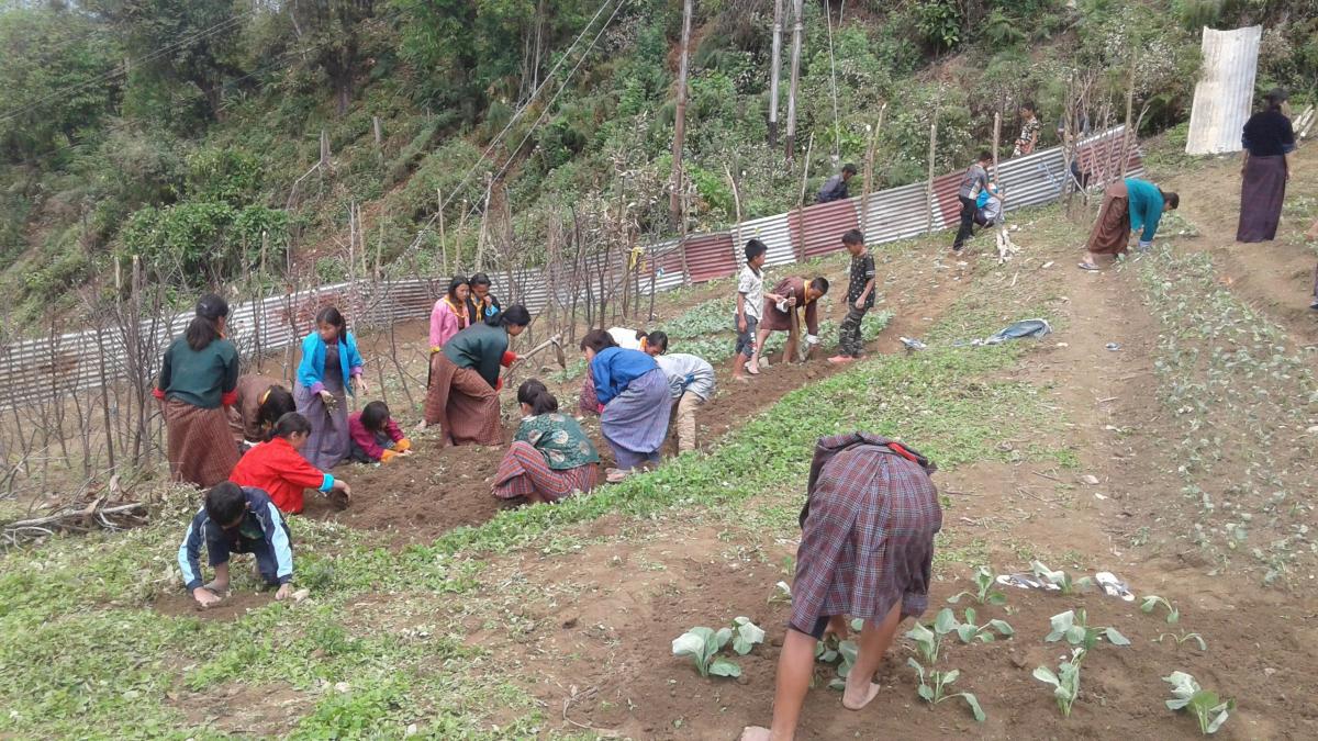 scout vegetable garden