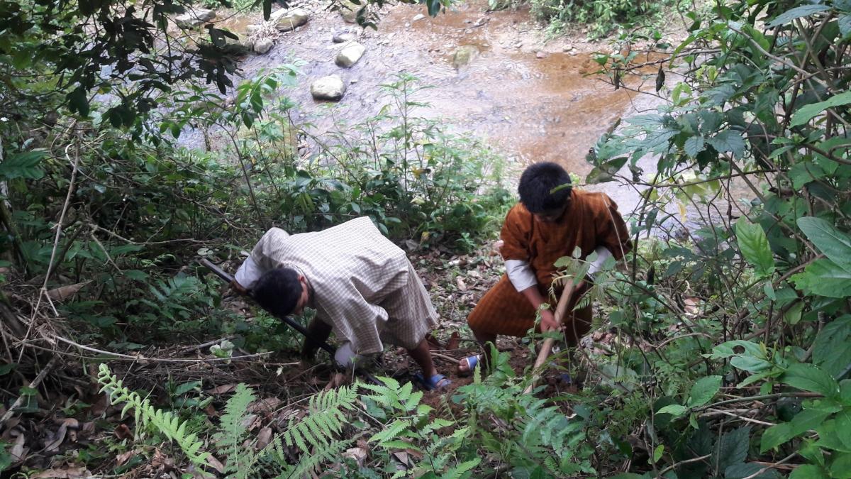 Mass bamboo plantation along pelling stream at Dechheling L.S.S/ Pgatshel