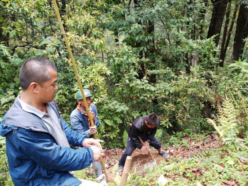 Bamboo plantation 