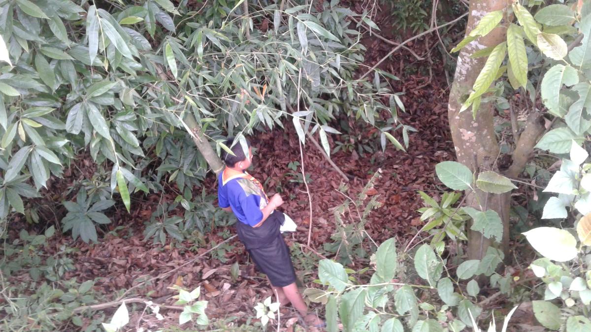 mass bamboo plantation