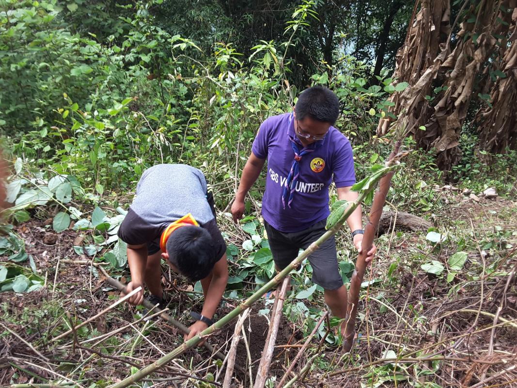 Planted bamboo sapling around school boundary