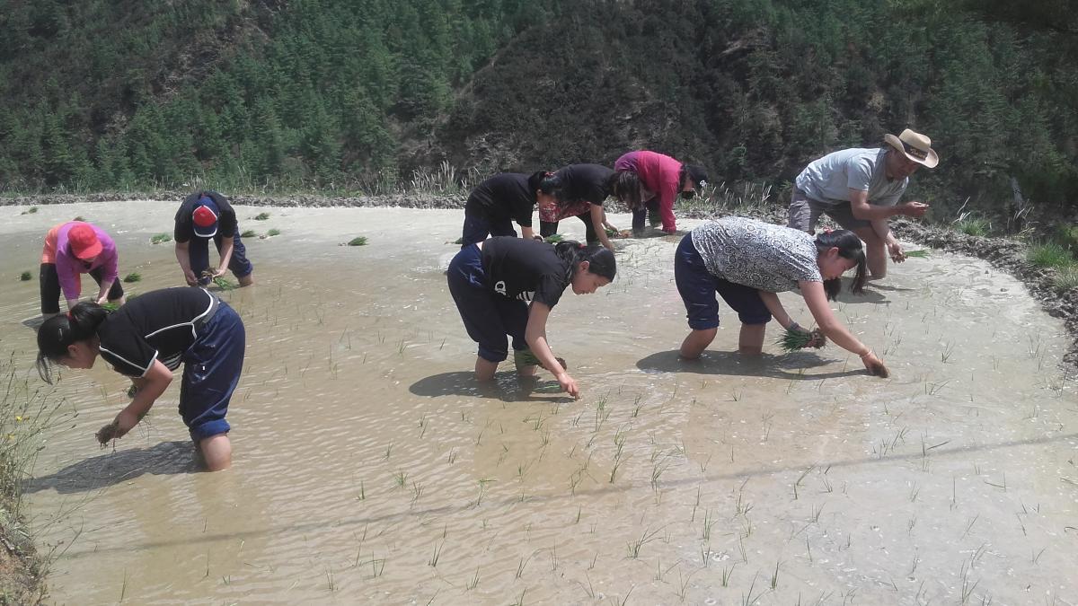 Community paddy cultivation