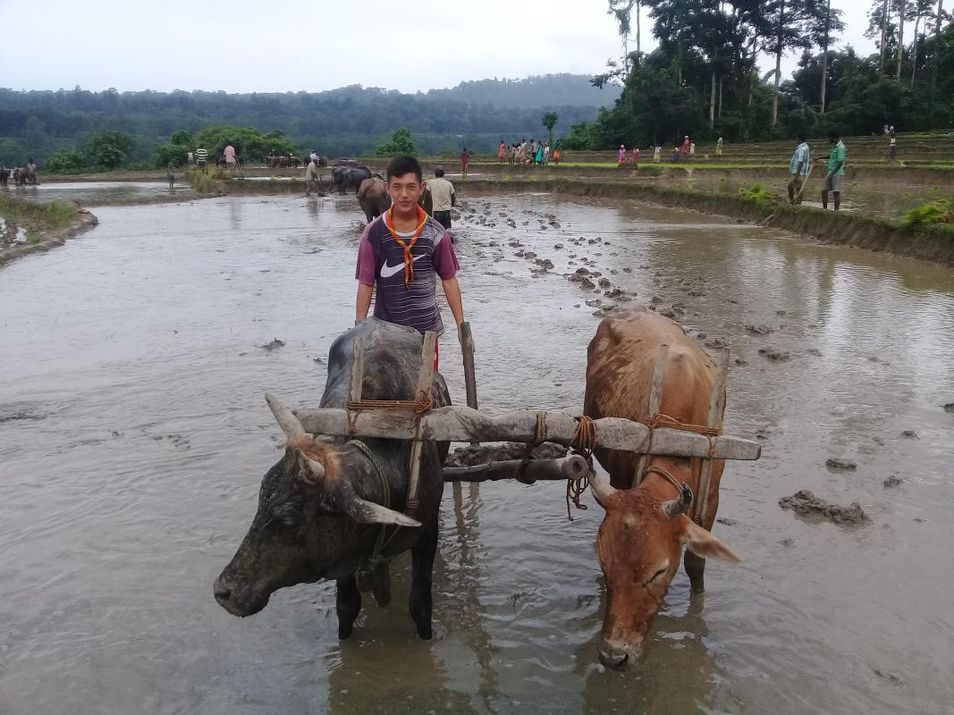 Helping villagers in paddy plantation 