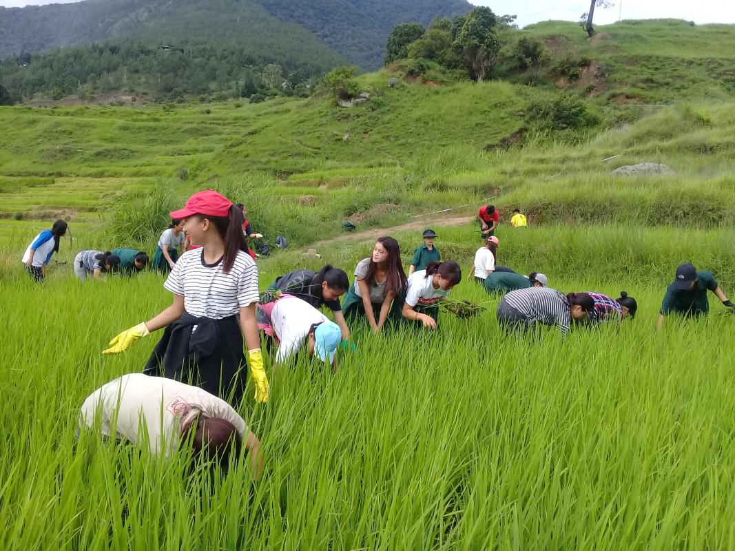 Weeding at Mega Farm, CNR