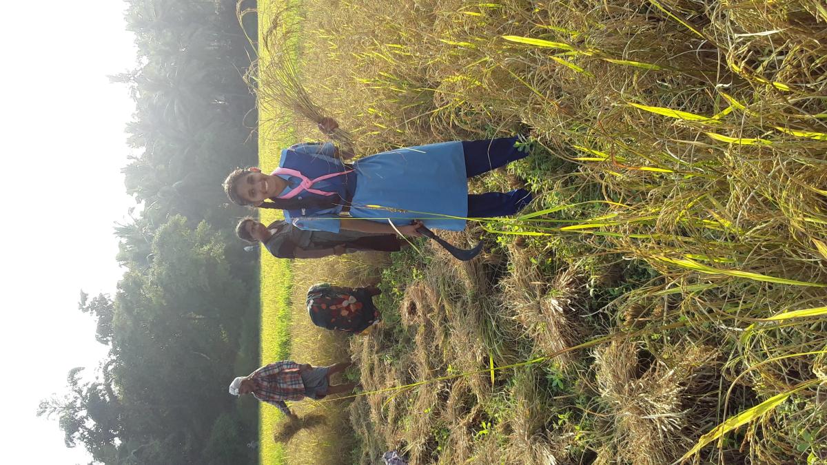 Working on the fields with farmers...from 24 th June 2018 to 22nd Oct 2018...Parika, Udupi, Karnataka, India.