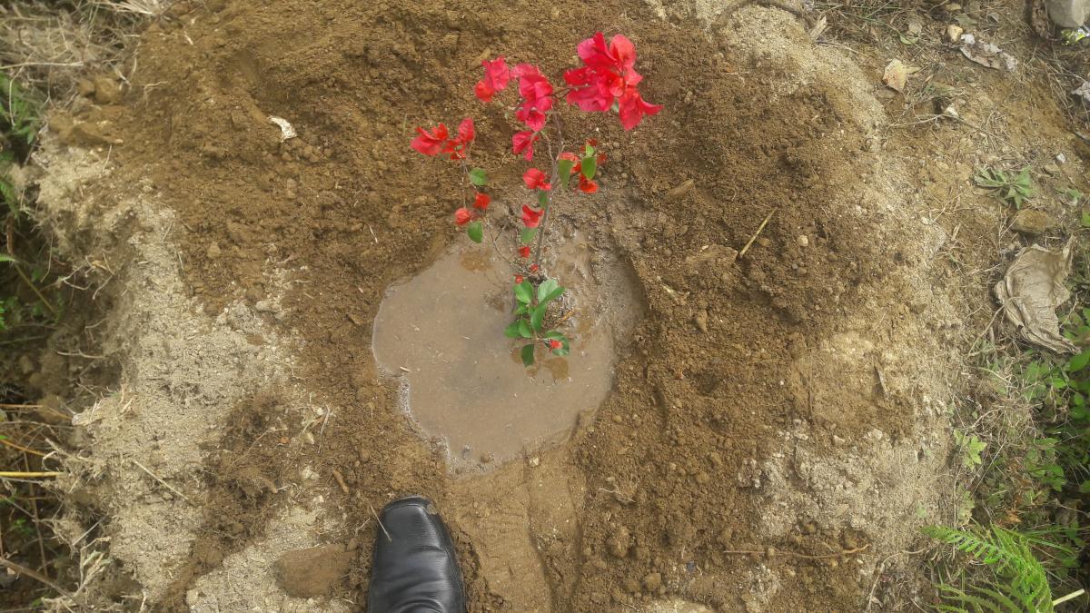 21st scout day plantation