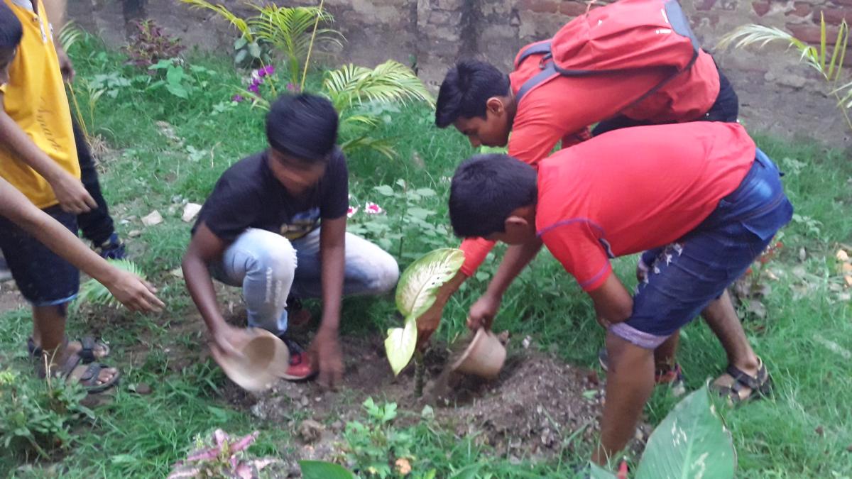 Tree plantation programme