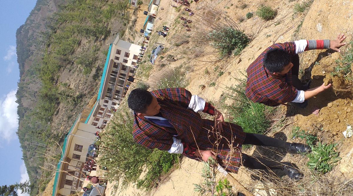 tree plantation and greening