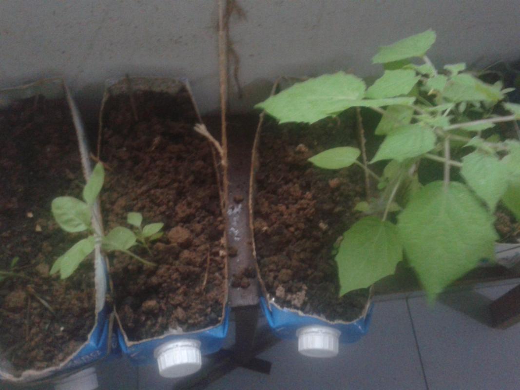 Fertilizing lives