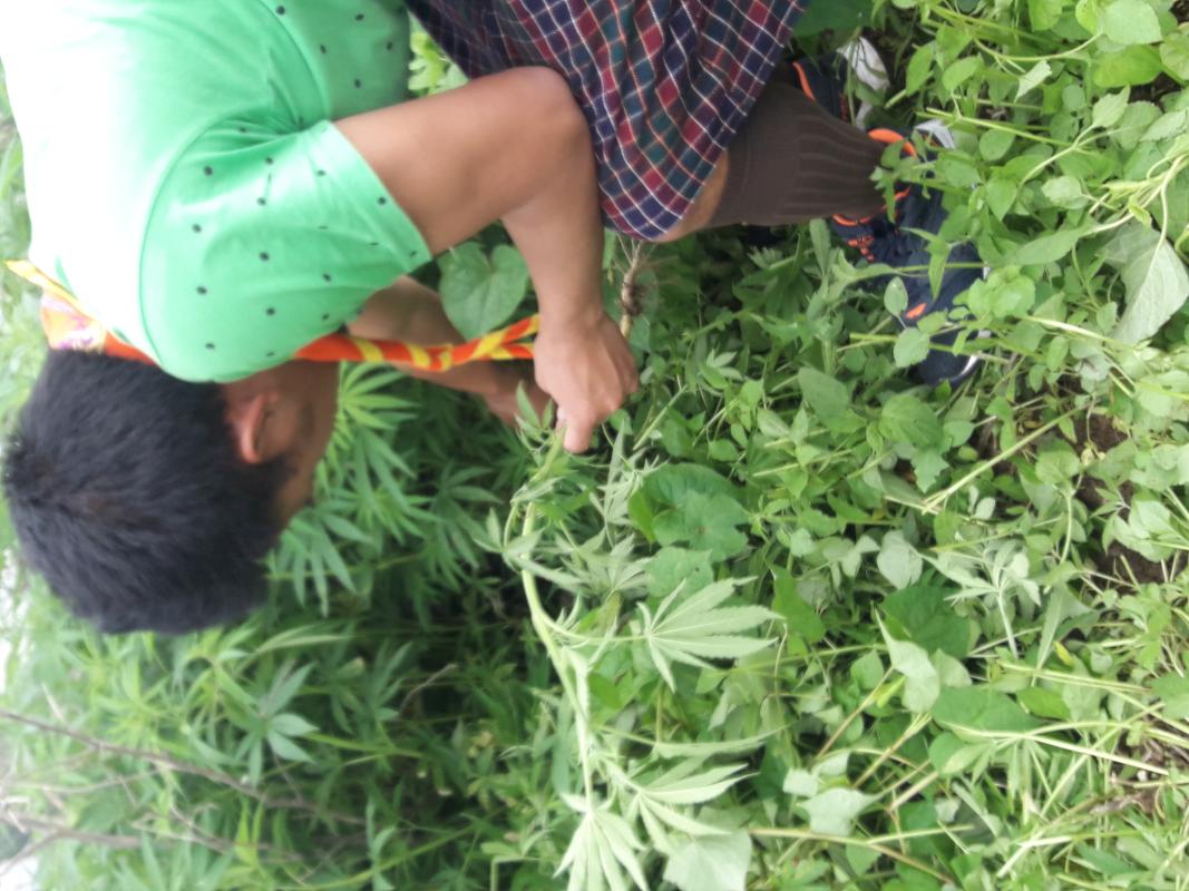 Marijuana Uprooting
