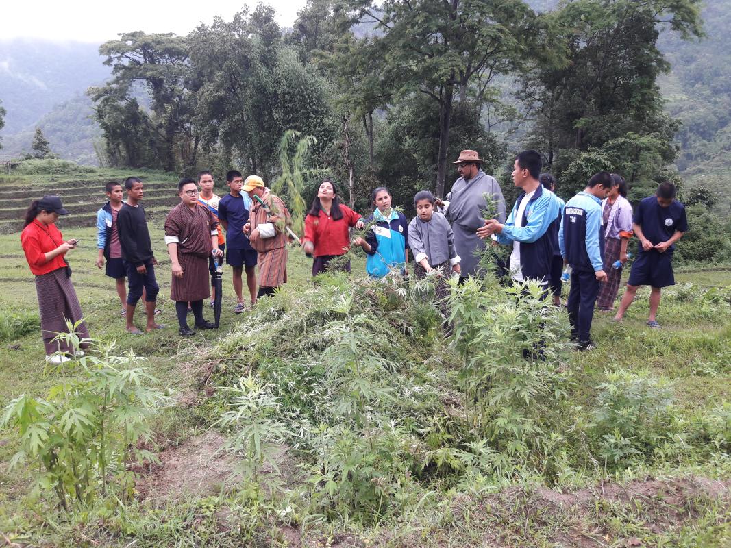 we had organized murjina uprooting campaign for Mendrelgang  communities by MCS students and by students. Theme for that is " Say no to Drugs". No murjina plants in Mendrelgang  community. 