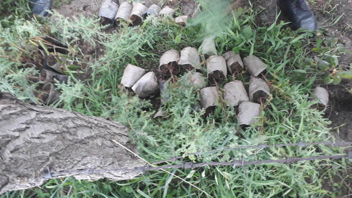 plant trees for carbon sink