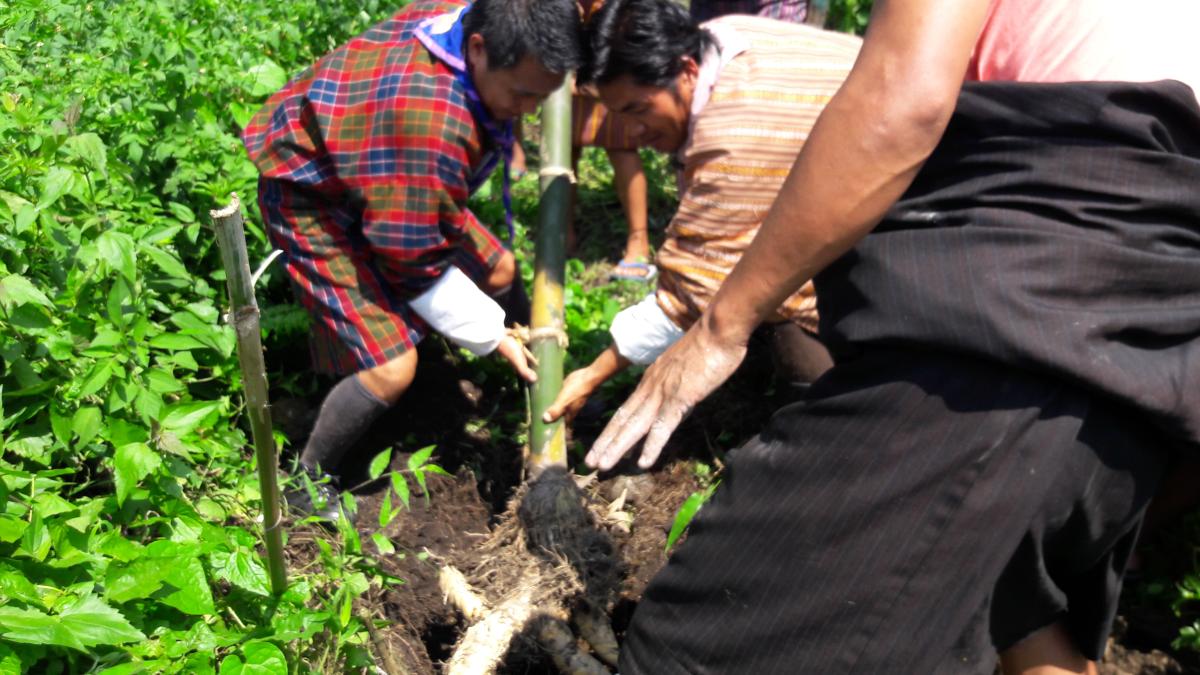 Bamboo and broom stick plantation