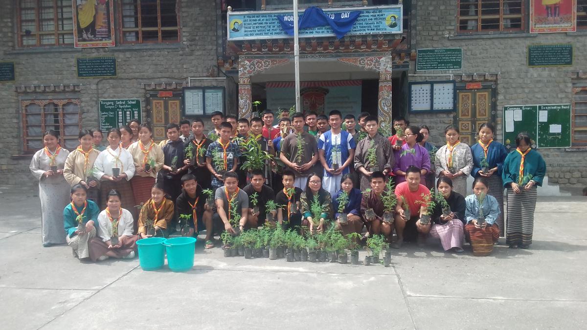 Tree plantation