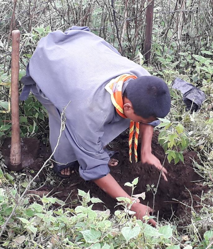 # Planting Sapling on Social Forestry day on 2nd june