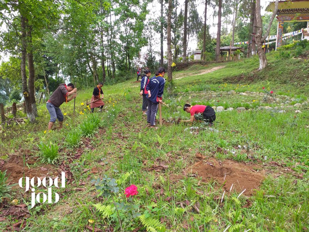 planting sapling 