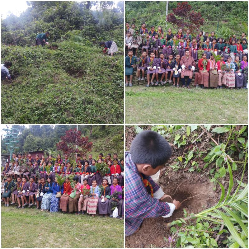 Tree Plantation