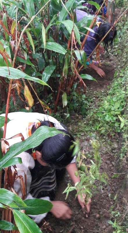 Planting Fruit Trees