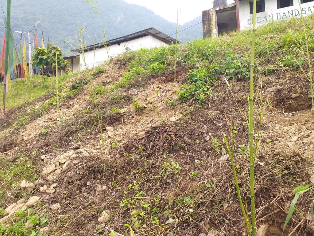 Plantation of Trees
