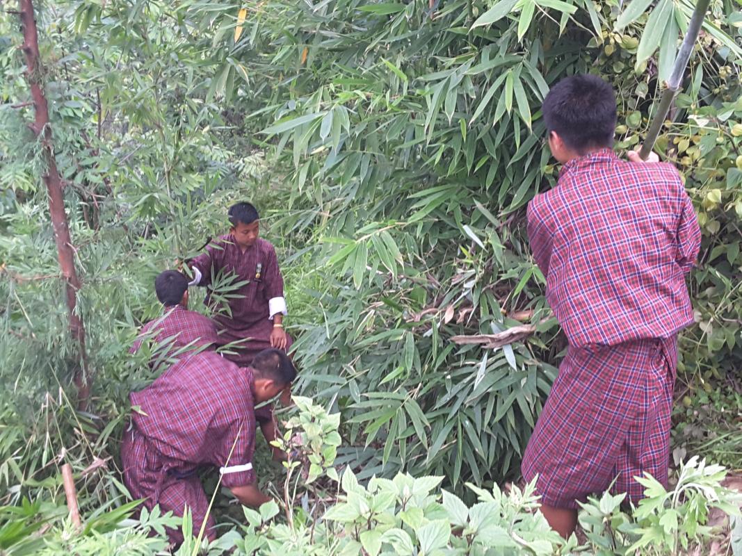 Uprooted bamboo sapling for plantation on world environment day