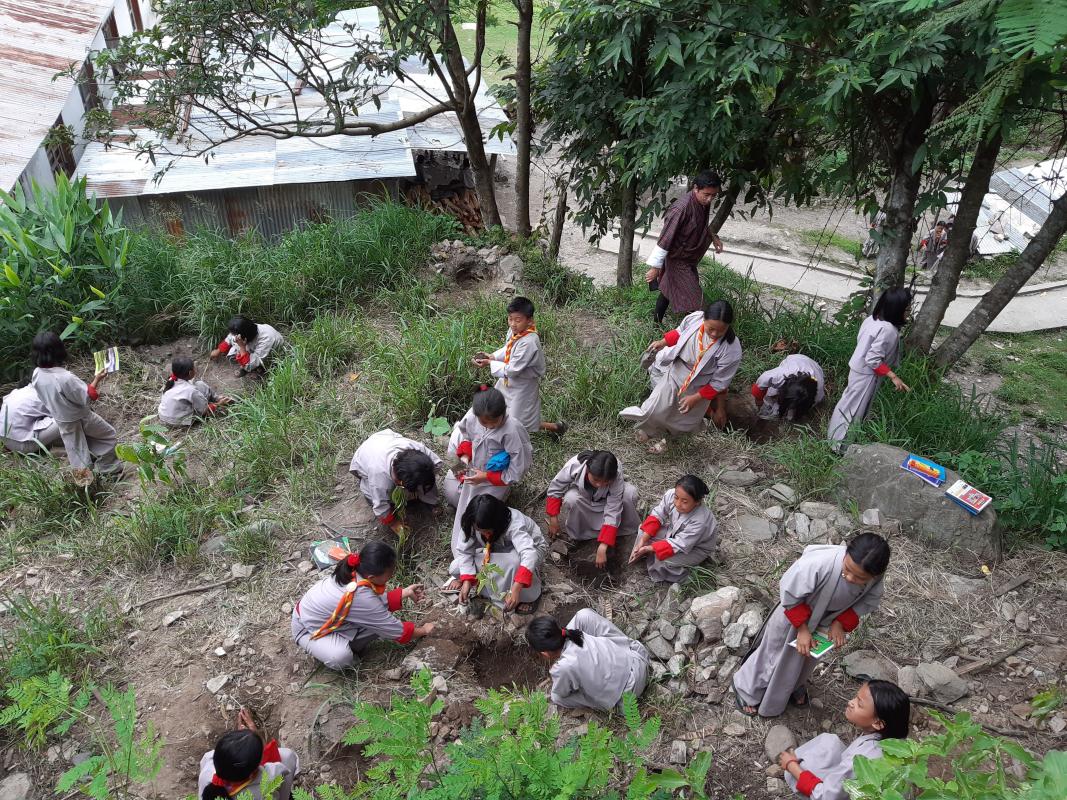 Mass plantation for carbon negative 