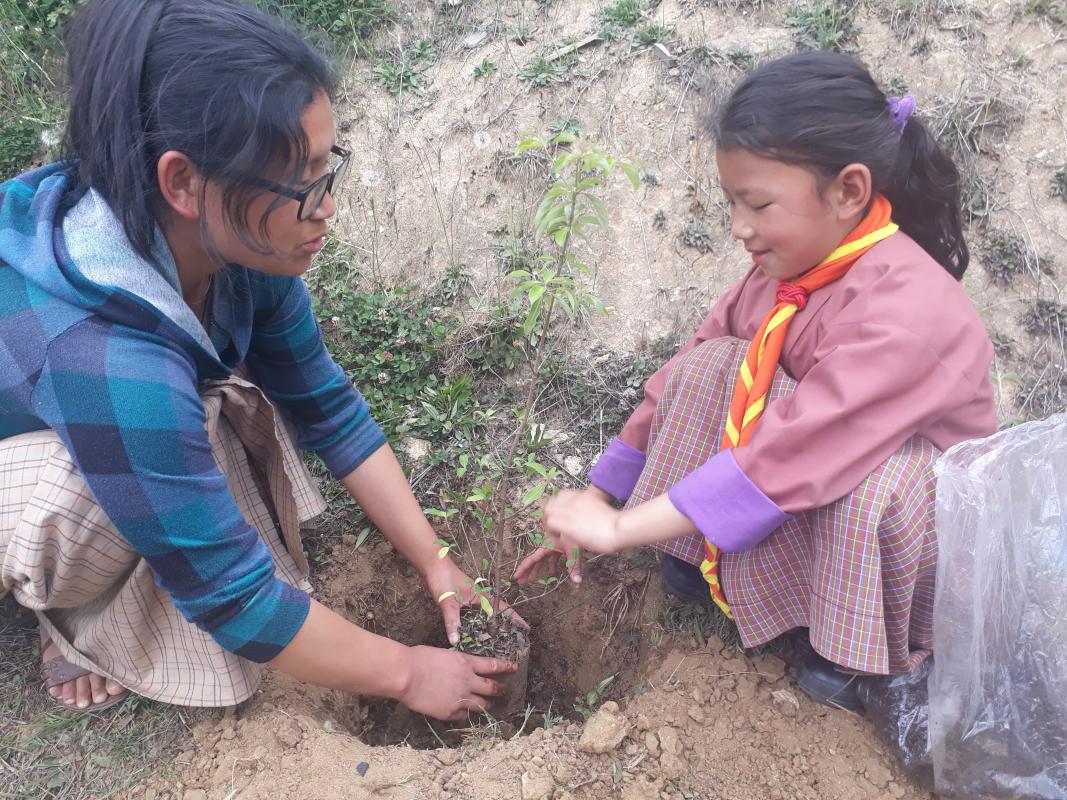 Tree plantation initiative