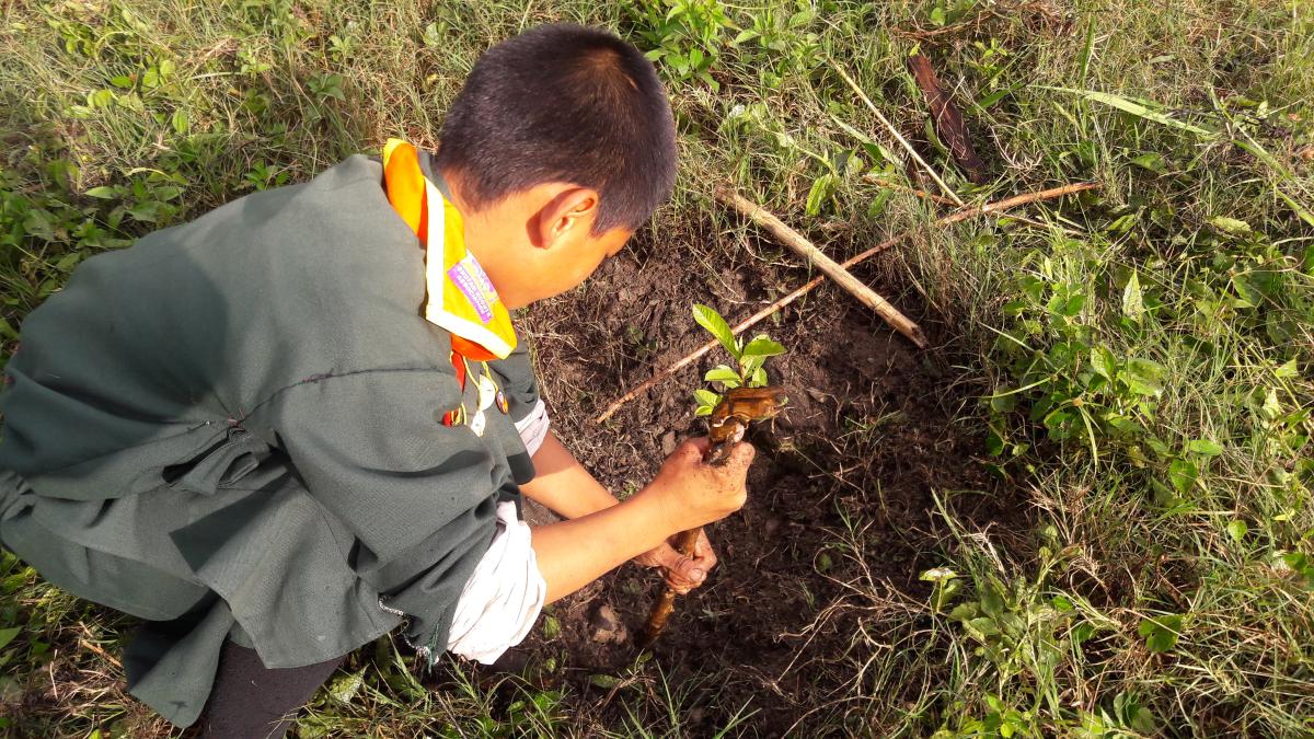 Nachung scout plant tree and adopt tree.