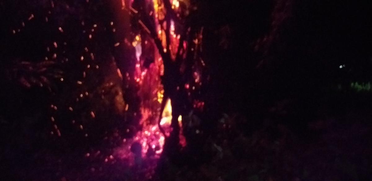 Forest Fire 