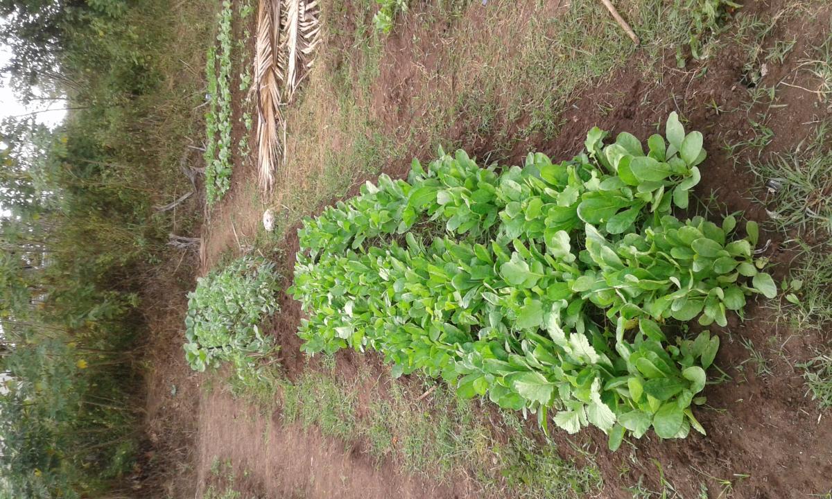 Grow your own Garden 