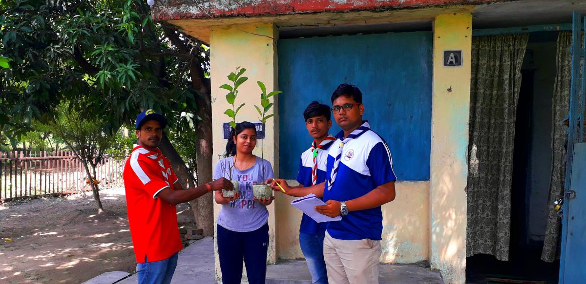 Distribution of tree