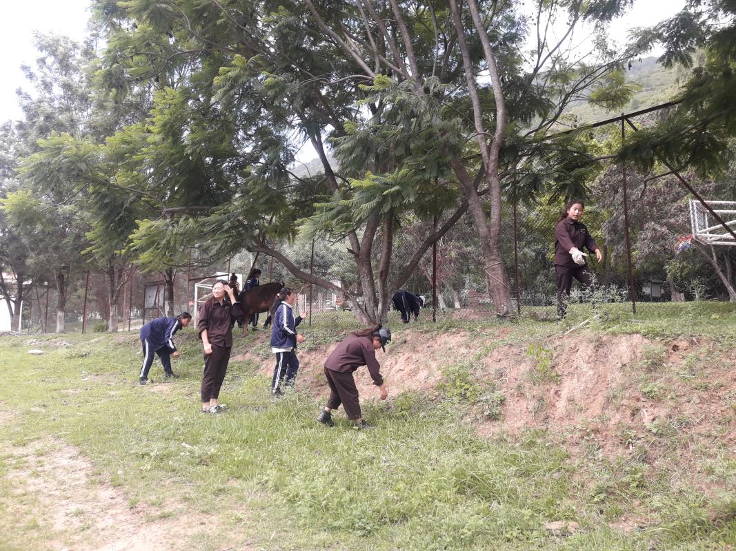 scout garden 