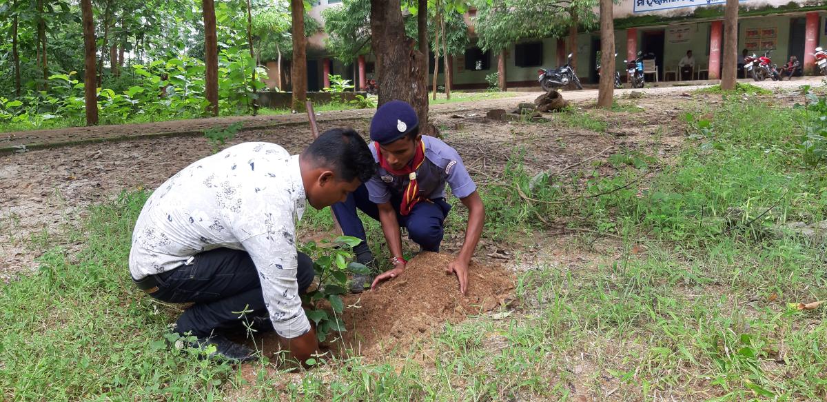 Tree on global warming gone