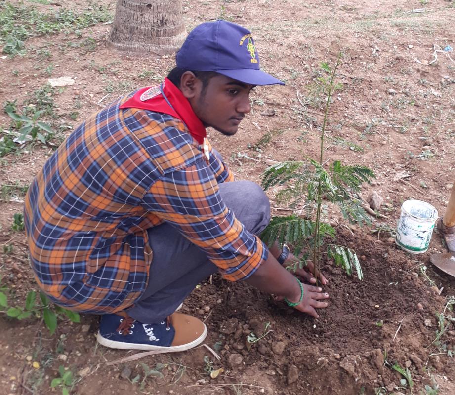 independence day tree planting