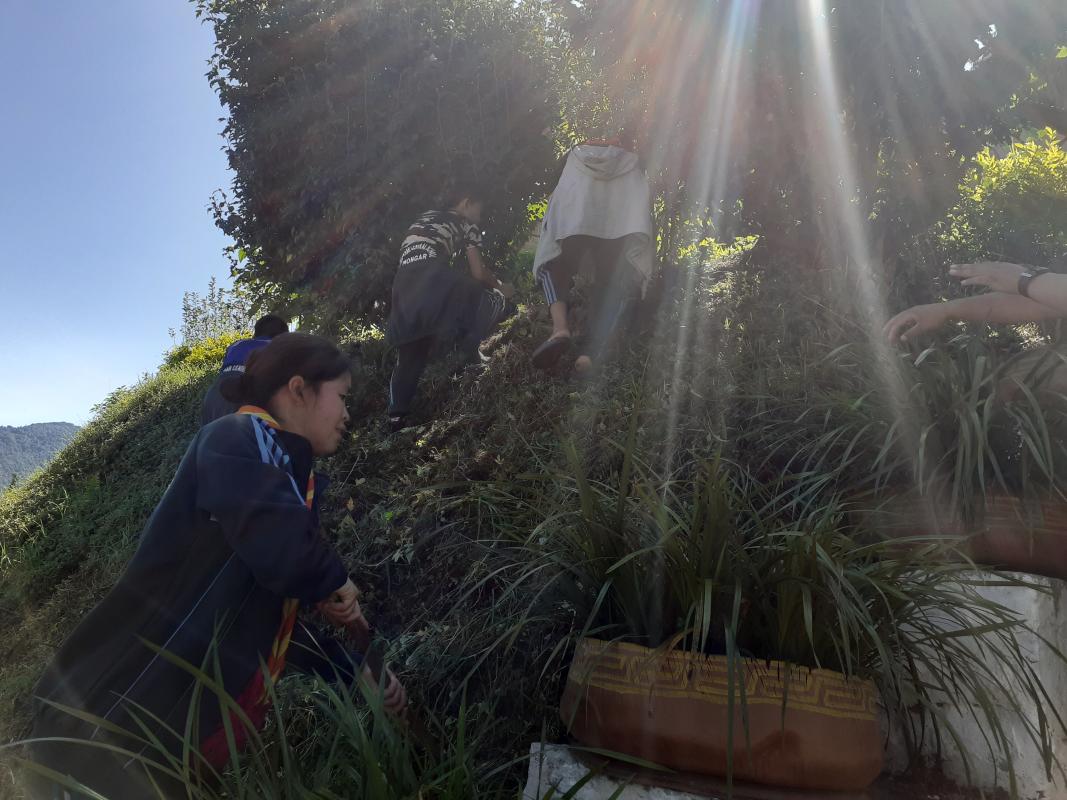 Grass cutting