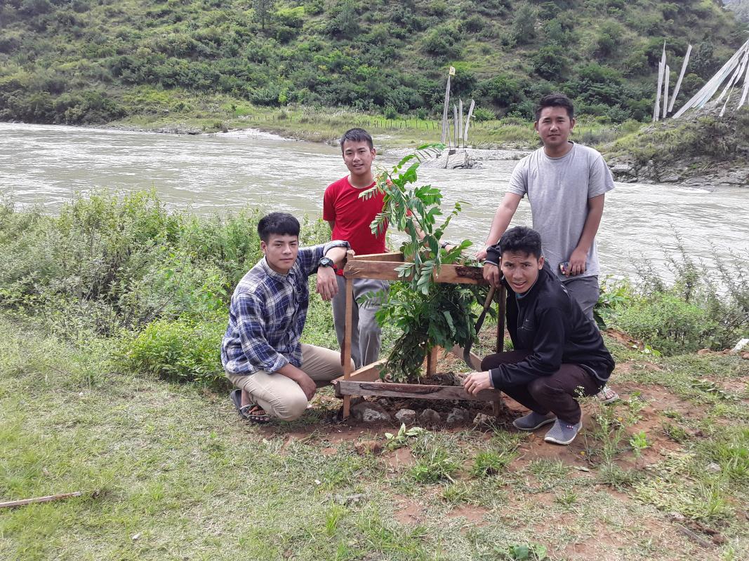 Adopted trees 