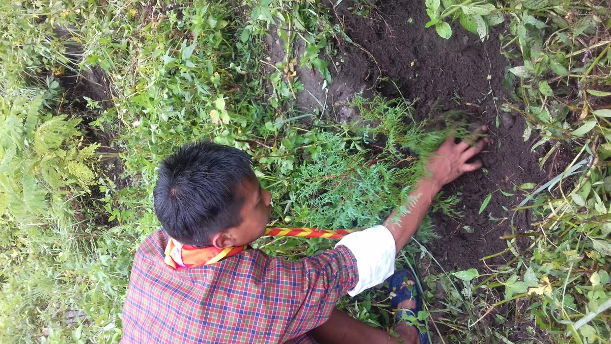 tree plantation for peace.