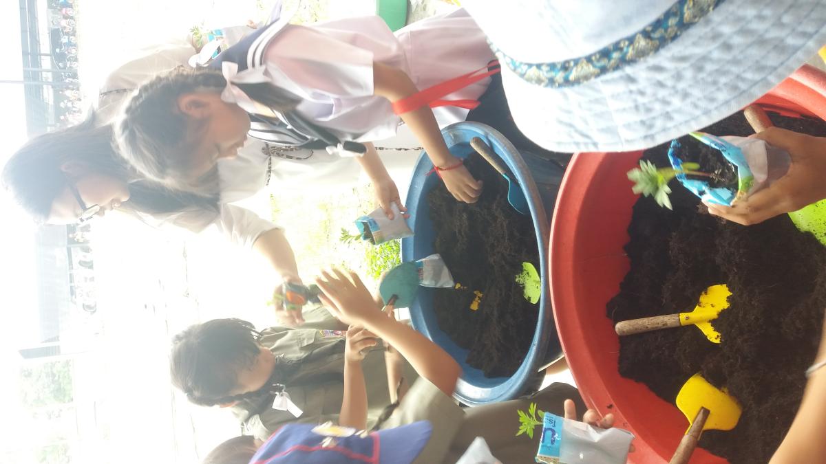 ปลูกดอกดาวเรือง
