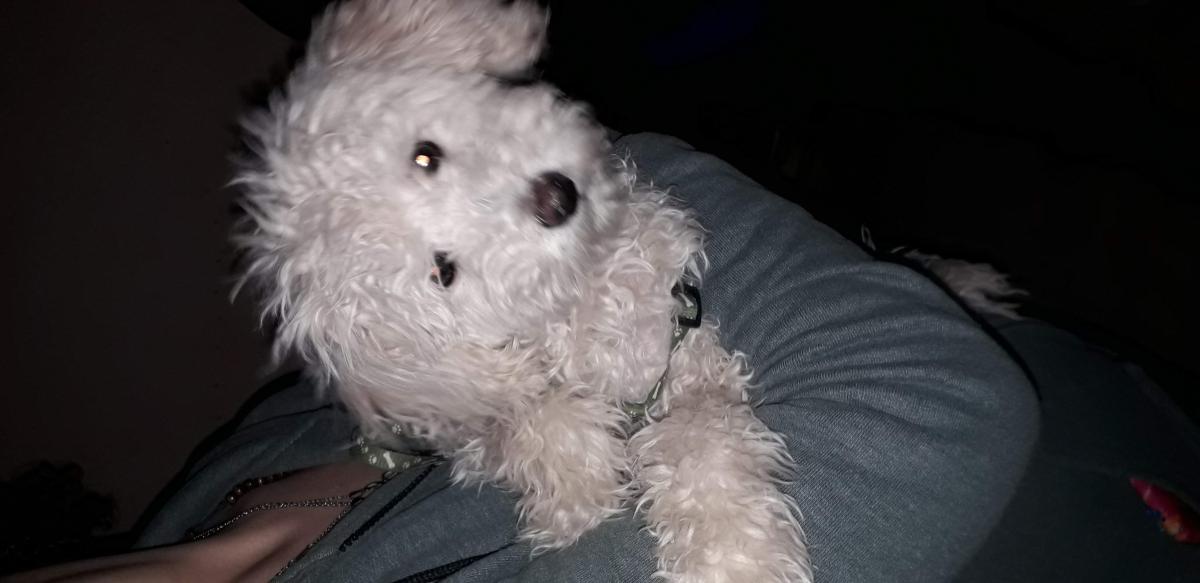 Todo por una patita