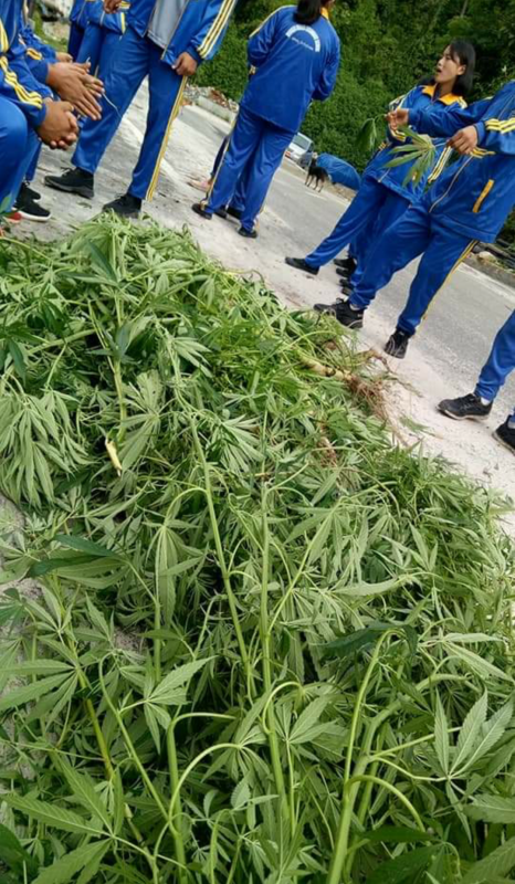 Collection of marijuana plant