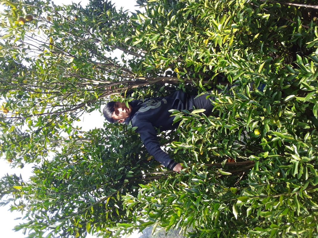 Helping parents to pluck Oranges