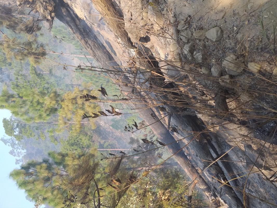 Rescue 248 acres of forest fire