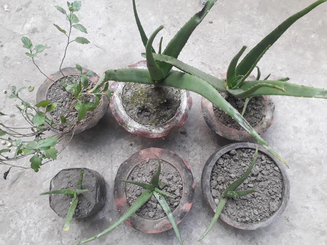 Roof Garden