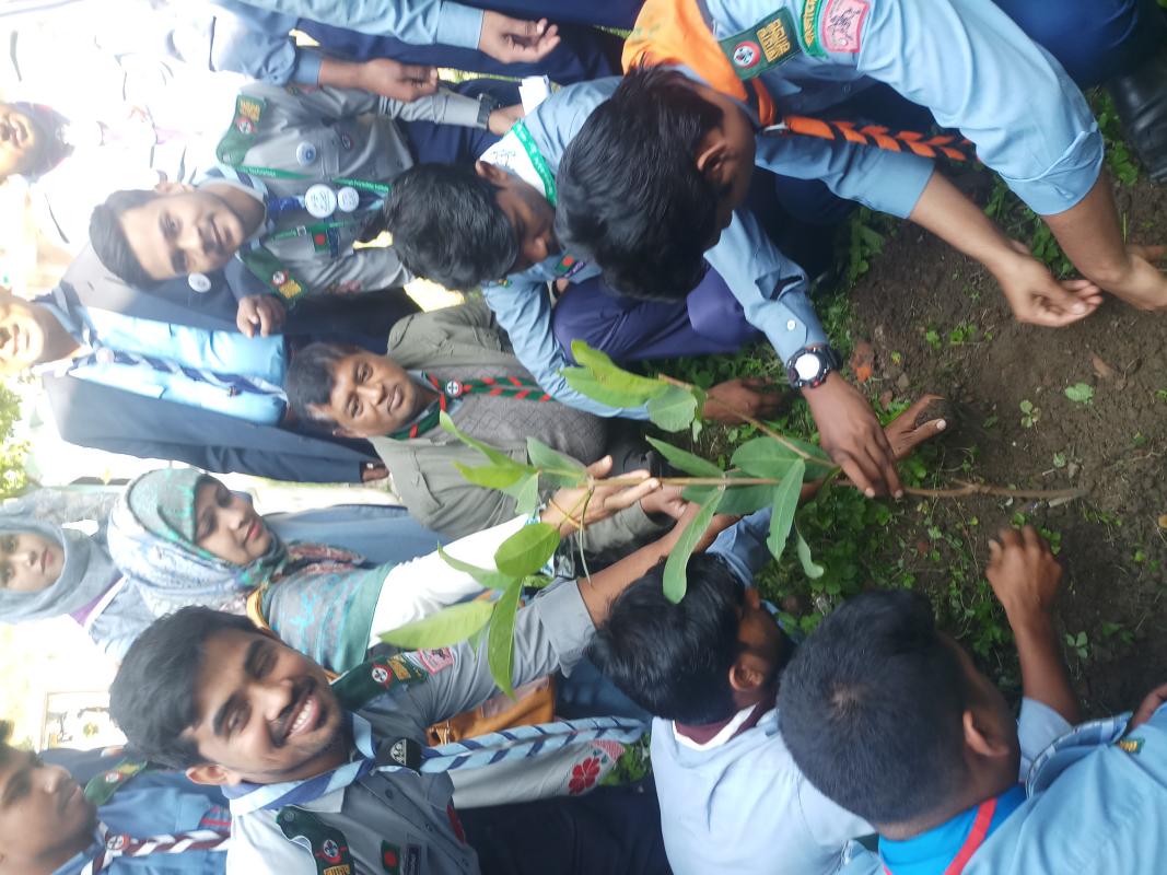 Tree plantation 