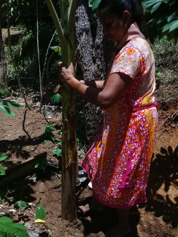 Planting Plants For New Year 2020